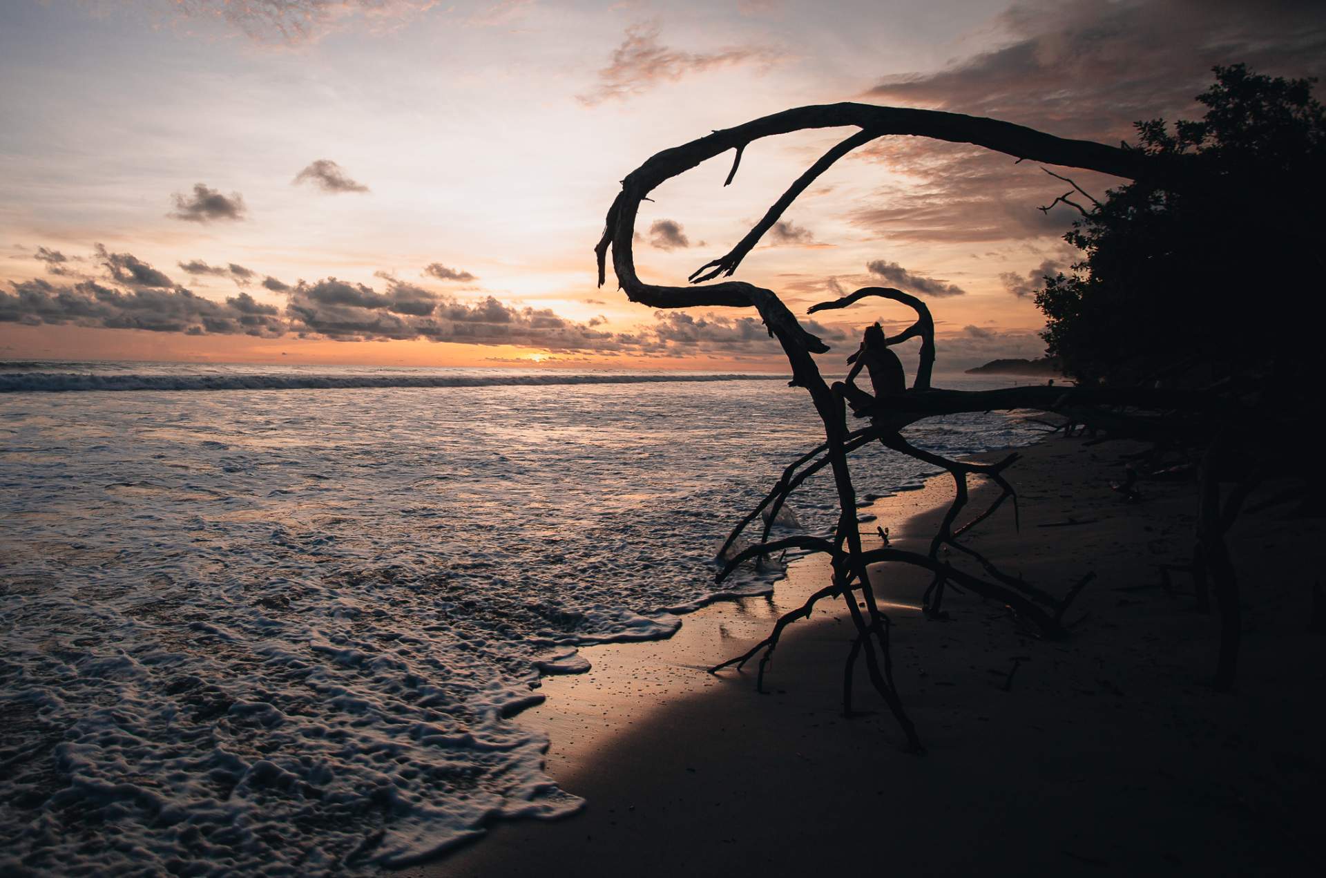 A silhouetted figure in a driftwood tree at the water's edge at dusk