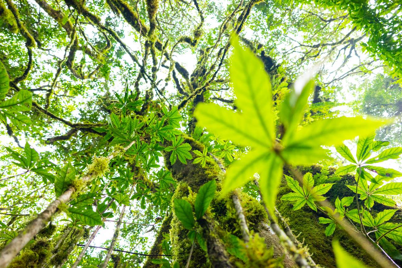 Looking straight up moss-covered trunks into the cloud forest canopy