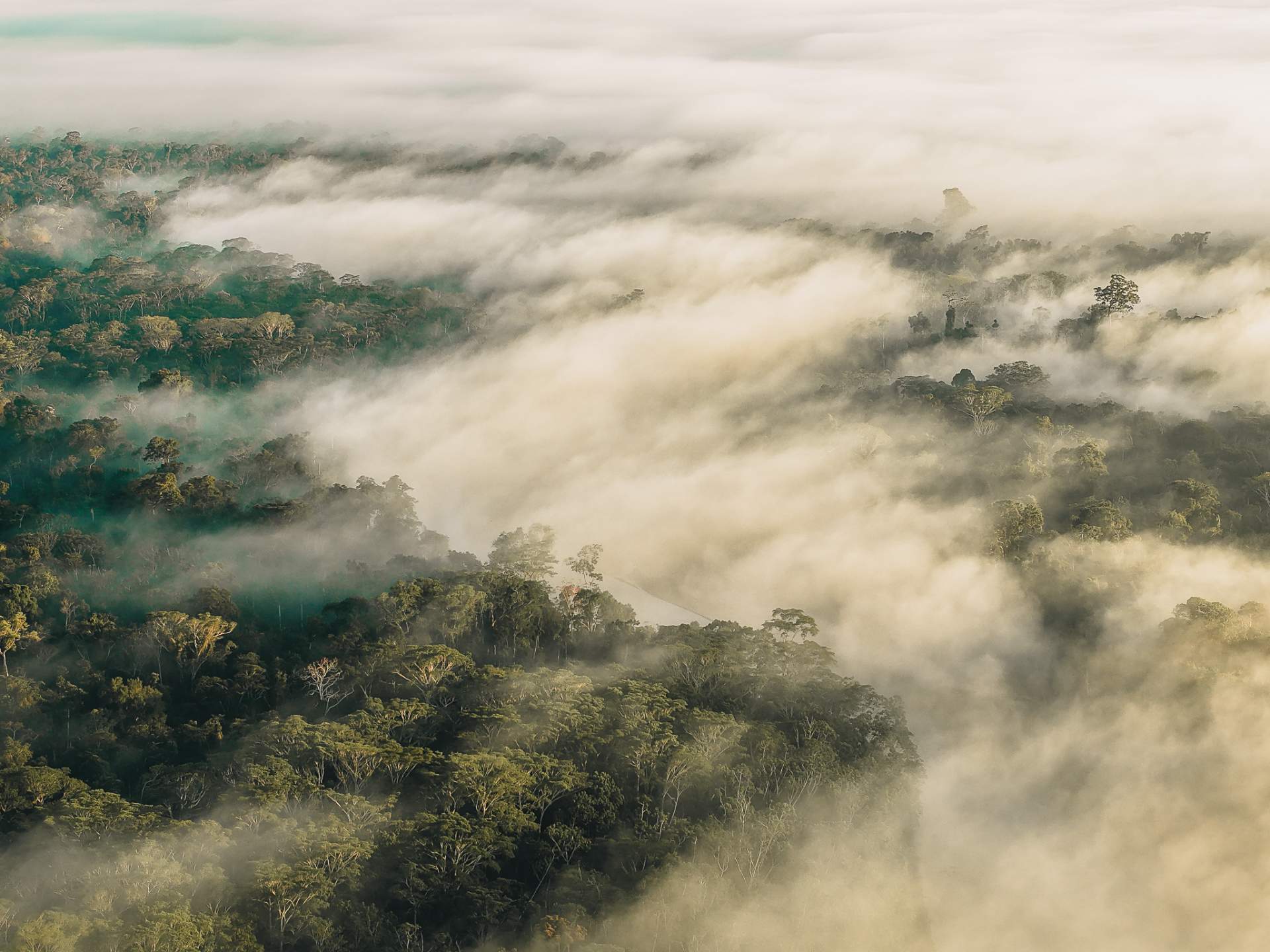 Aerial view of a sea of cloud lit gold over forest canopy