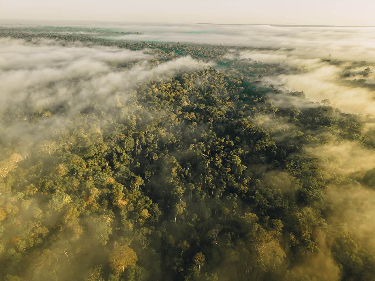 Aerial view of morning fog drifting over dense tropical forest canopy