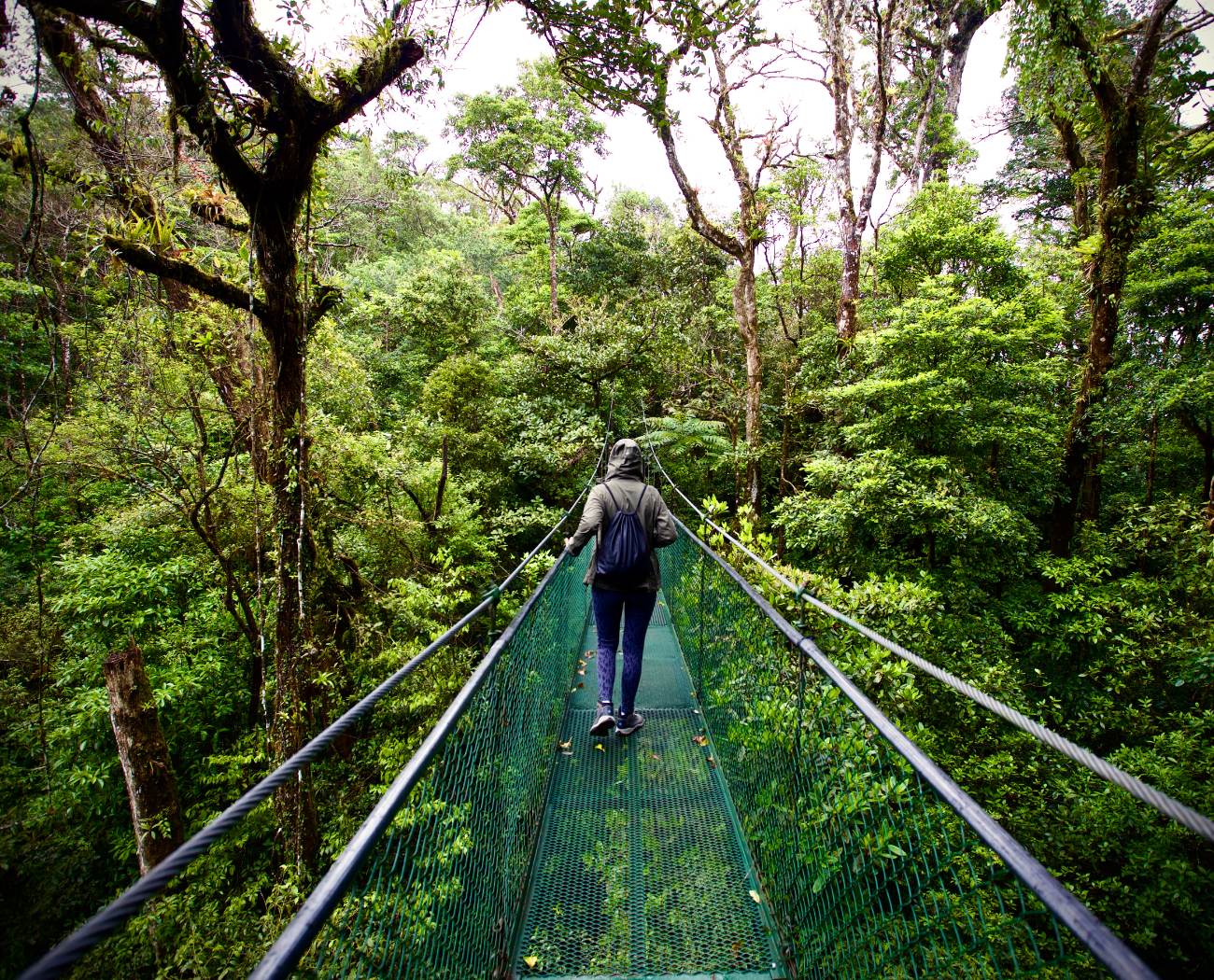 A traveler in a rain jacket walking away along a suspension bridge into moss-covered cloud forest