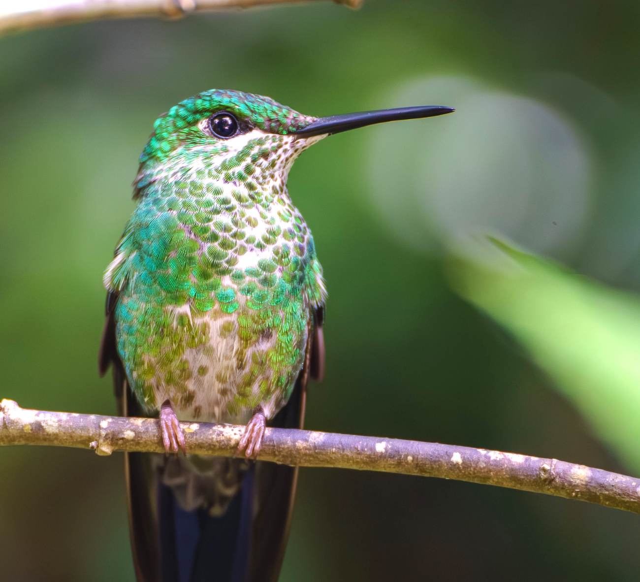 A green-crowned hummingbird with iridescent scaled feathers perched on a thin branch