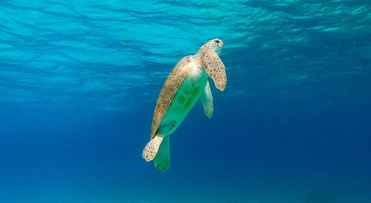 A green sea turtle swimming up toward the surface through clear blue water