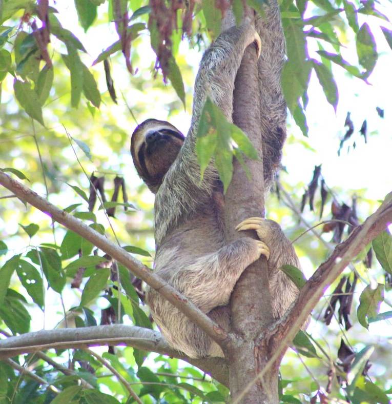 A three-toed sloth climbing a slender tree trunk among green leaves