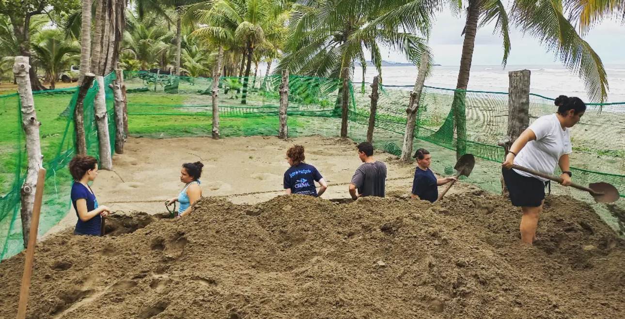 Students and CREMA staff shoveling sand inside a fenced beachside turtle hatchery