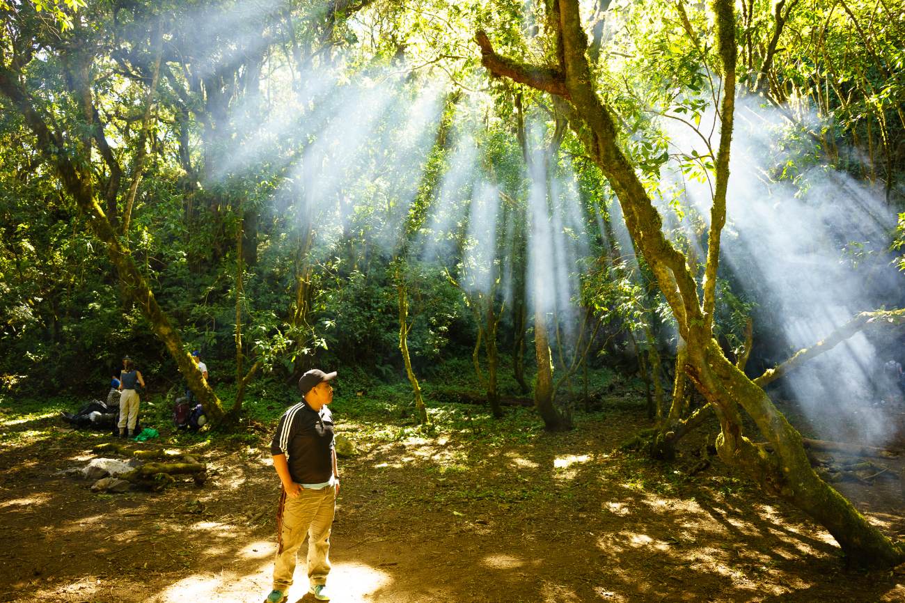 A local guide standing in a forest clearing as shafts of sunlight cut through the mist