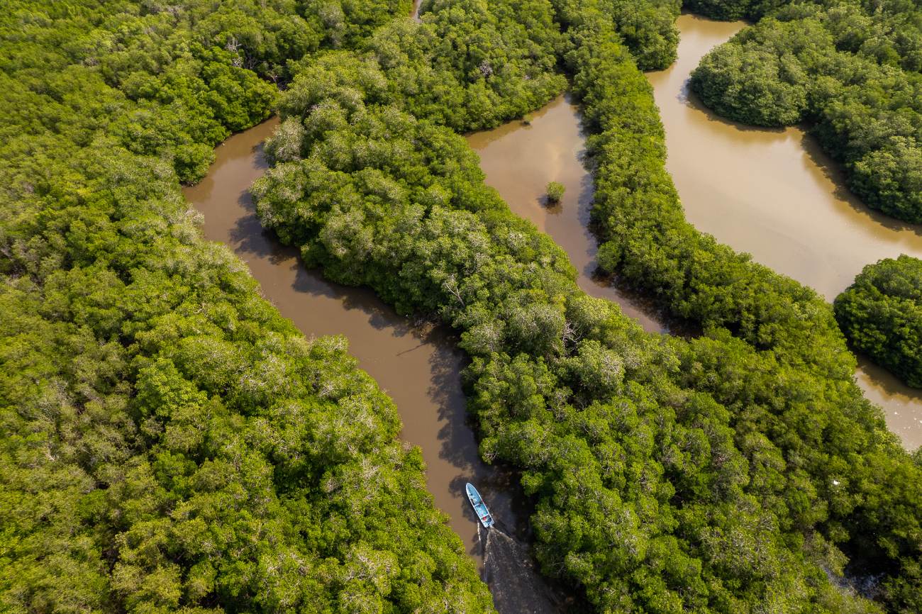 Aerial view of a small boat moving through a channel in dense mangrove forest