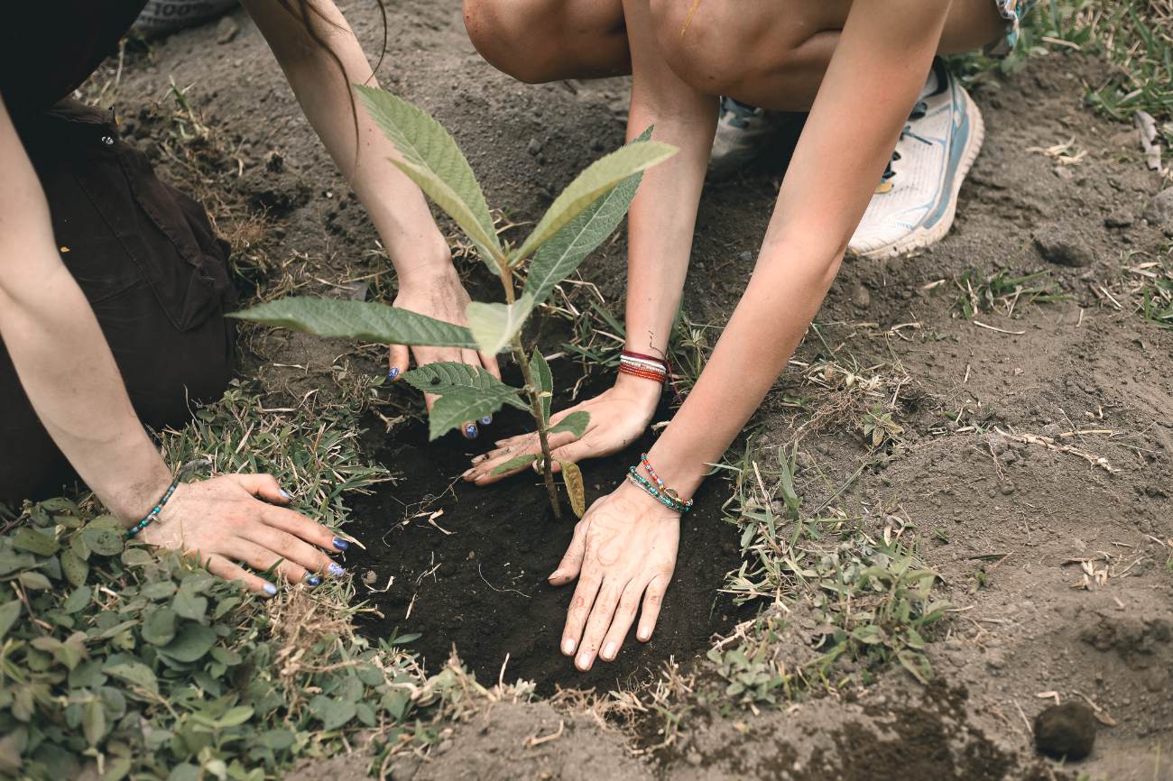 Two pairs of hands pressing dark soil around a young seedling