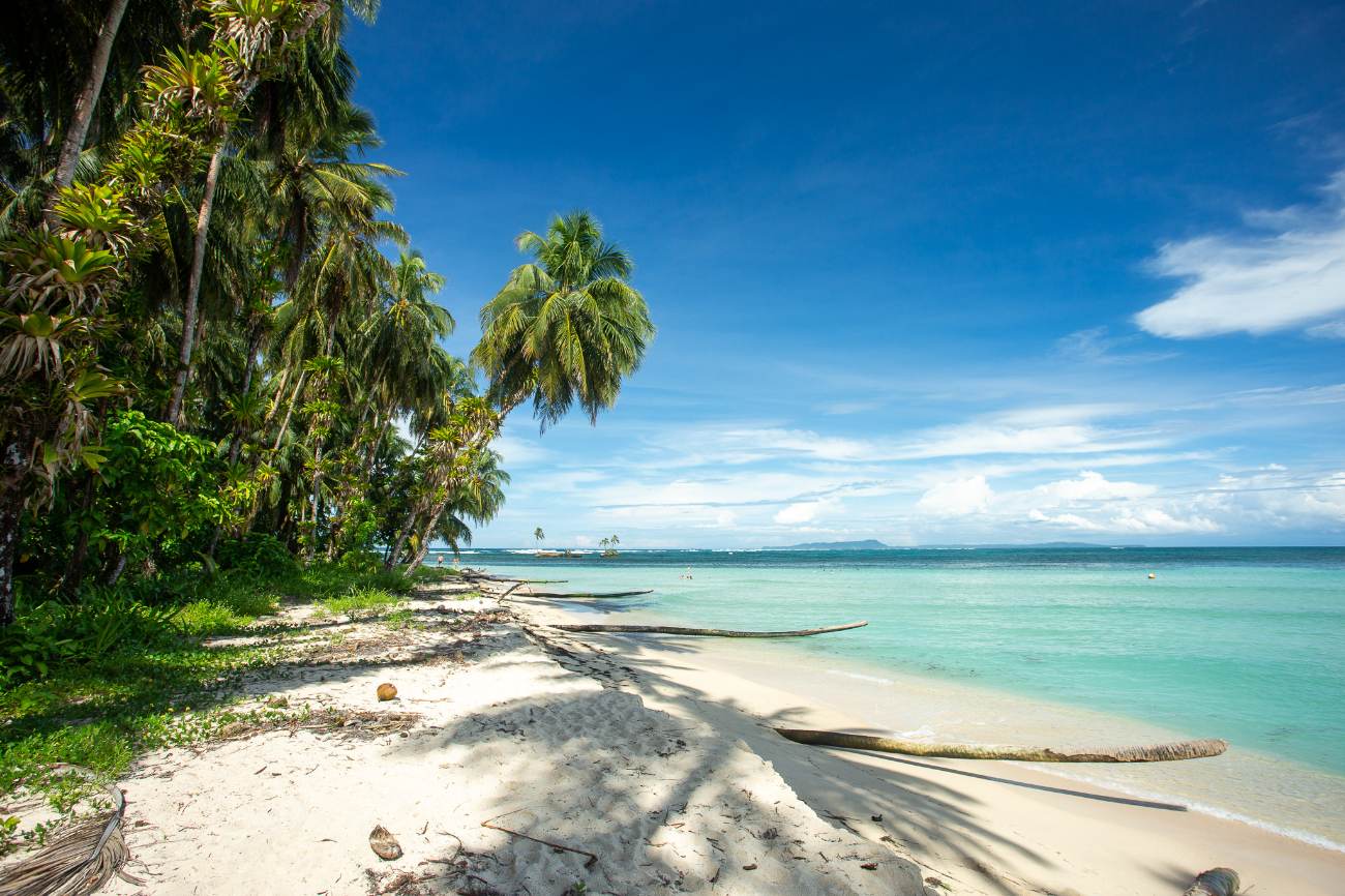 A white sand beach lined with leaning coconut palms on a clear Caribbean day