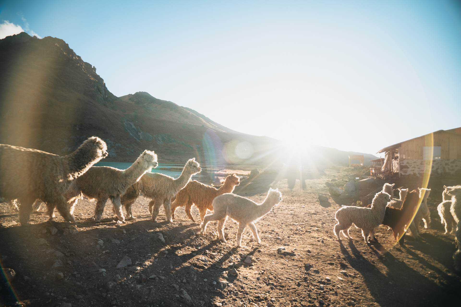 An alpaca herd at first light in the highlands