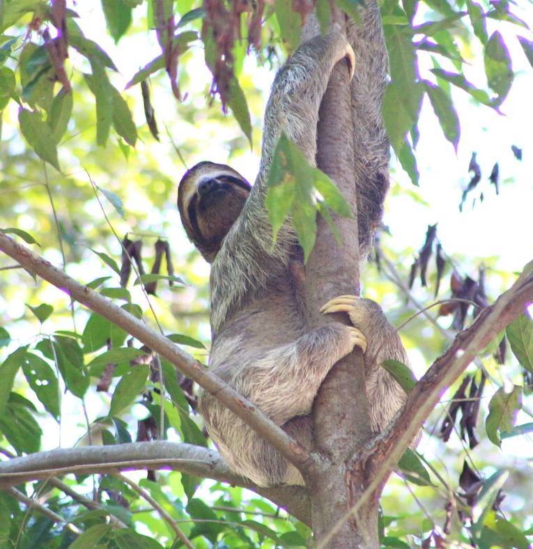A three-toed sloth holding onto a tree trunk