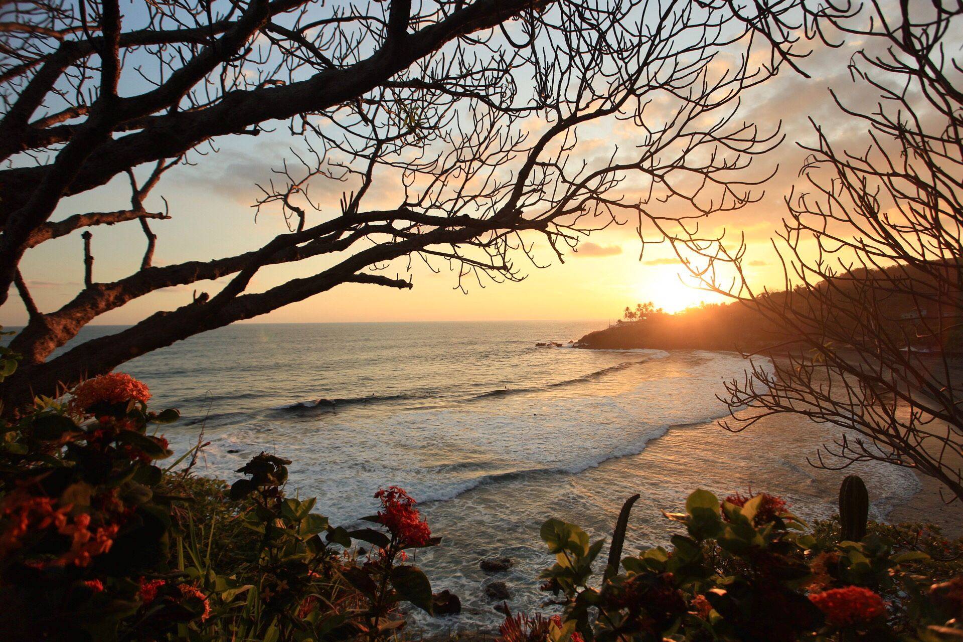 Sunset over the Pacific seen through coastal trees and flowers