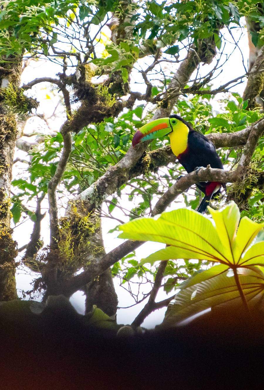 A keel-billed toucan perched in the canopy