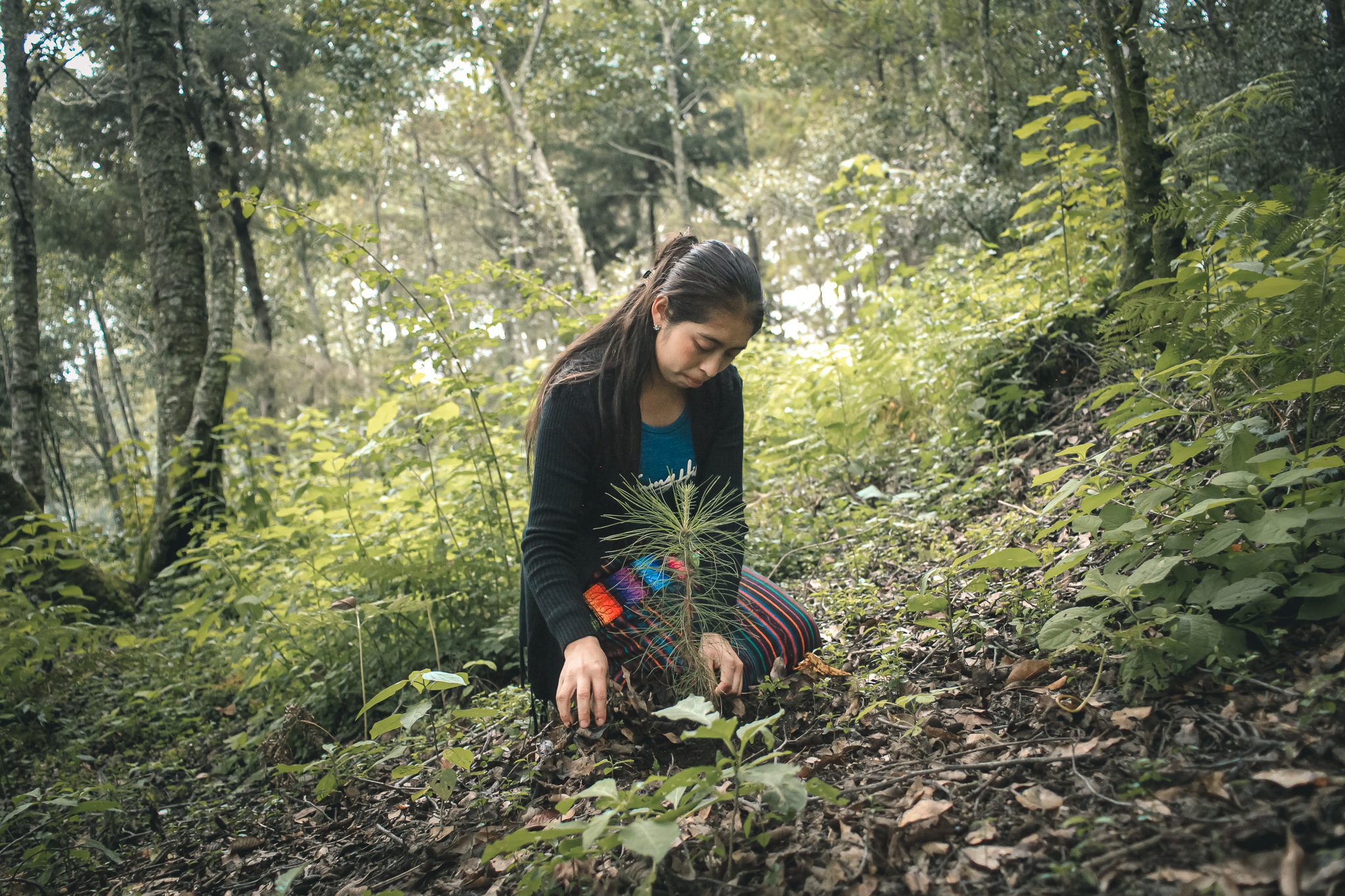 Rotaract club members reforesting highland terrain in Guatemala