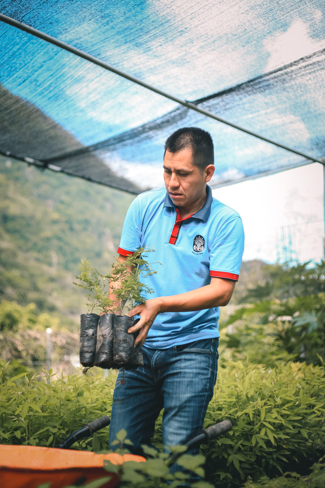 Guatemala Reforestation Program: How Wellkind Works From Seed to Forest