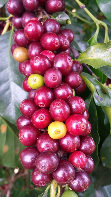 Coffee, farmers, and the living economy