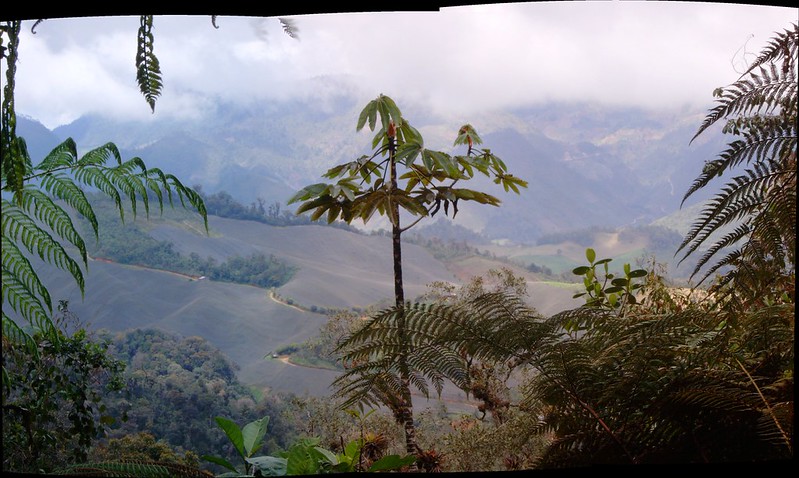 cloud forest Guatemala