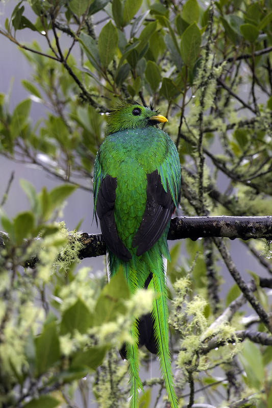 cloud forest Guatemala