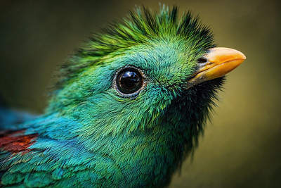 Cloud Forest Guatemala: The Biotopo del Quetzal Reserve Near Rabinal