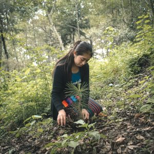Rotaract club members reforesting highland terrain in Guatemala